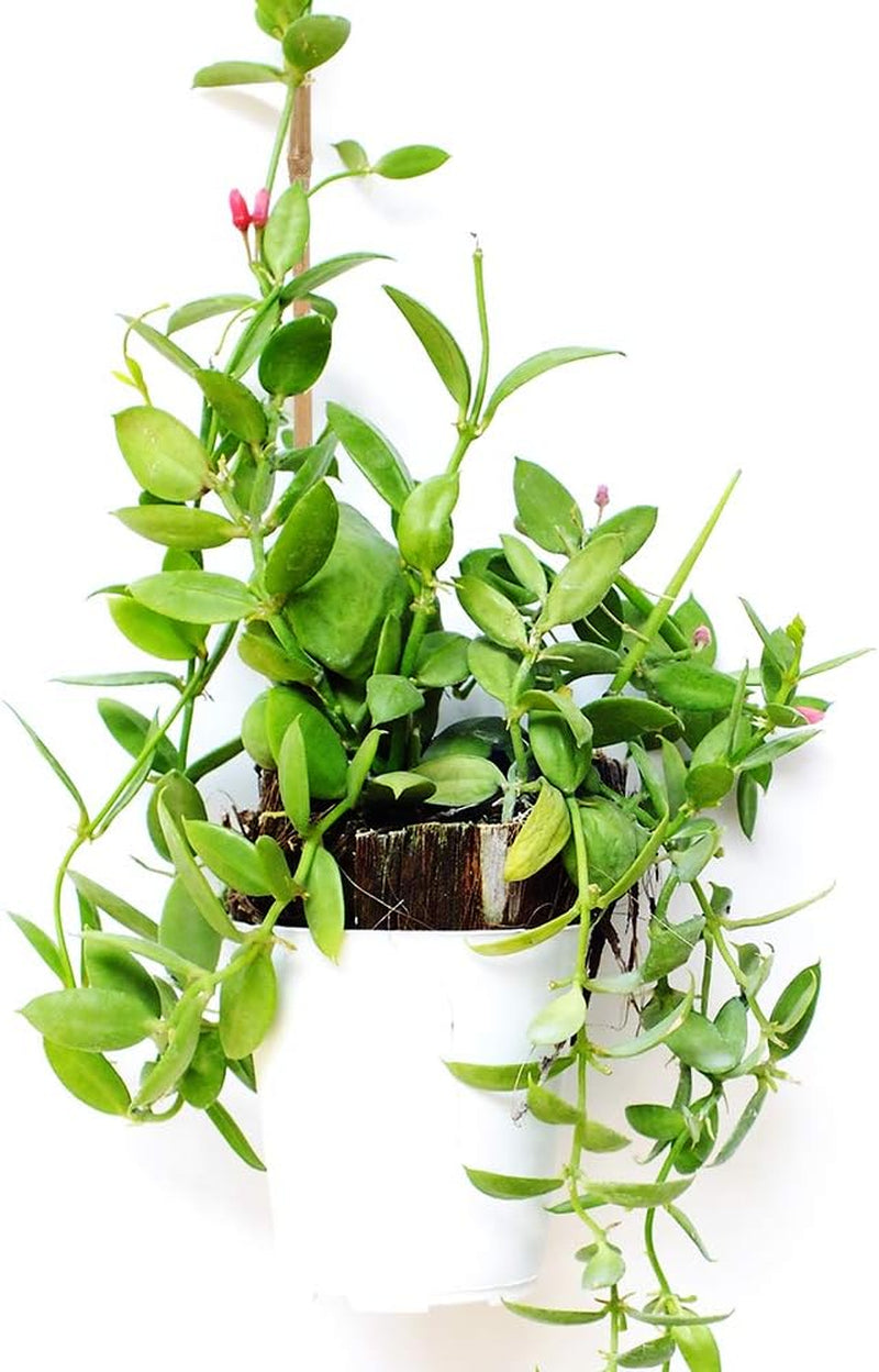 20PC 1.33'/16 Inch Natural Thick Stakes Garden Stakes Bamboo Sticks for Outdoor and Indoor, Potted Tomato Plant Support